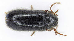 Hyperisus plumbeus