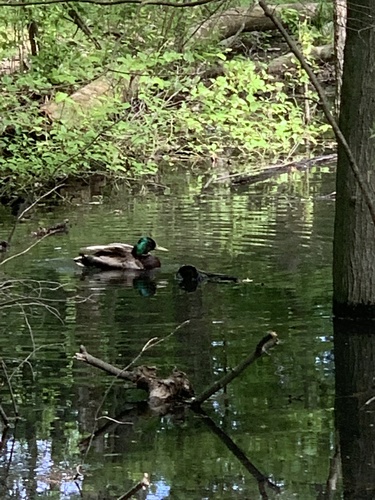 photo of Mallard (Anas platyrhynchos)