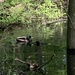 photo of Mallard (Anas platyrhynchos)