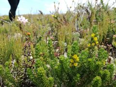 Aspalathus cliffortiifolia