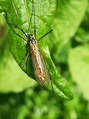 Nephrotoma flavescens