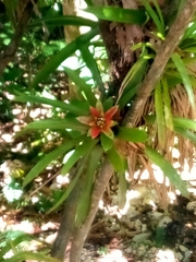 Guzmania lingulata