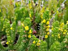 Aspalathus cliffortiifolia