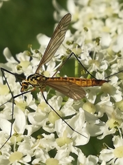 Nephrotoma flavescens