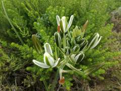 Albuca fastigiata
