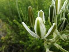 Albuca fastigiata