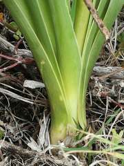 Albuca fastigiata