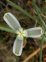 Albuca fastigiata