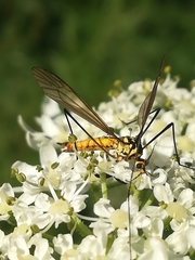 Nephrotoma flavescens