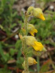 Hermannia stipulacea