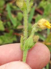 Hermannia stipulacea