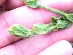 Hermannia stipulacea