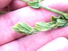 Hermannia stipulacea