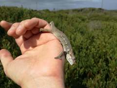 Bradypodion ventrale