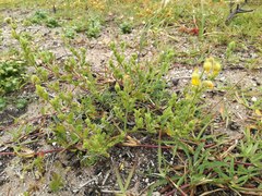 Hermannia stipulacea