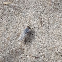 Acrosathe annulata
