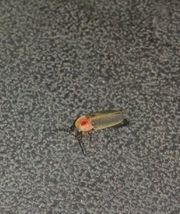 Photinus pyralis