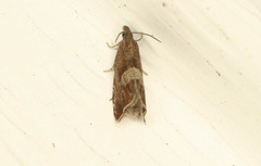 Dichrorampha acuminatana