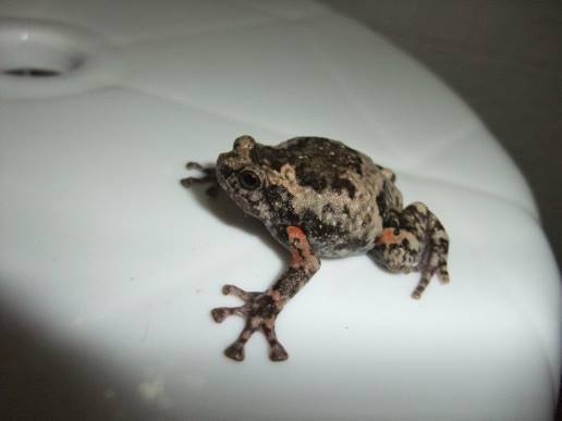 Wide-Disked Narrow-Mouthed Frog