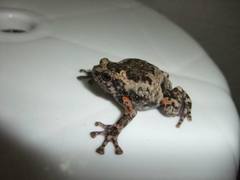Wide-Disked Narrow-Mouthed Frog photo 1