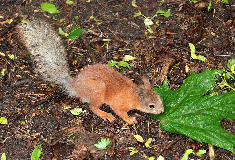 Laying down, Red squirrel (Sciurus vulgaris) lying on a bra…