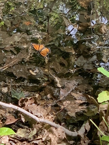 photo of Viceroy (Limenitis archippus)