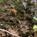 photo of Viceroy (Limenitis archippus)