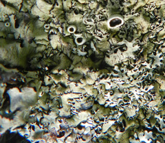 Xanthoparmelia plittii