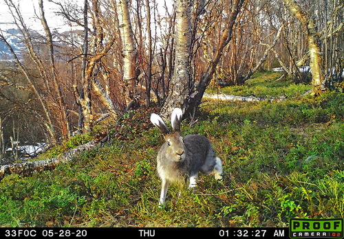 Mountain Hare