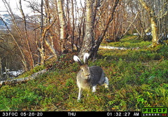 Mountain Hare photo 5