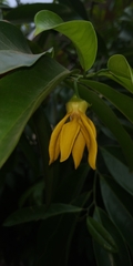 Magnoliales