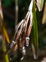 Isochilus linearis