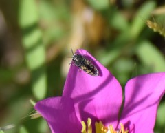 Acmaeodera