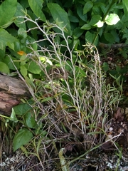 Epidendrum ramosum