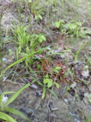 Melica nutans