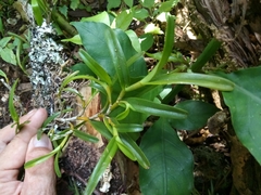 Epidendrum ramosum