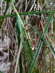 Scleria secans
