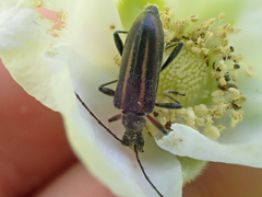 Cortodera longicornis
