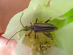 Cortodera longicornis