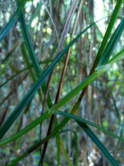 Scleria secans