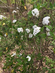 Viburnum × burkwoodii