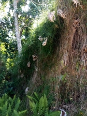 Scleria secans