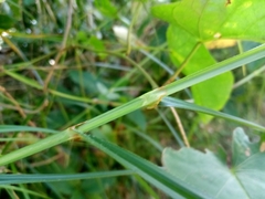 Scleria secans