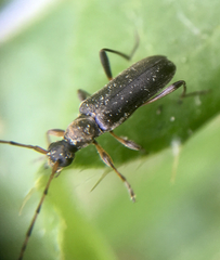 Grammoptera ruficornis