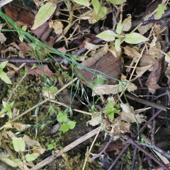 Stellaria palustris