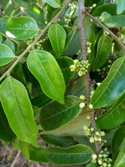 Casearia arborea