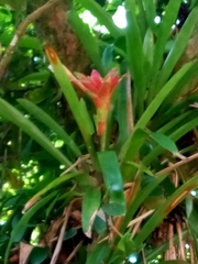 Guzmania lingulata