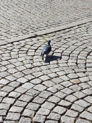 Columba livia domestica