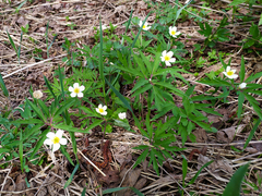 Anemonoides uralensis