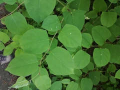 Reynoutria japonica
